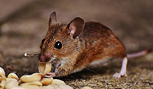 24 Hour & Emergency Exterminators in Hovenweep National Monument, CO